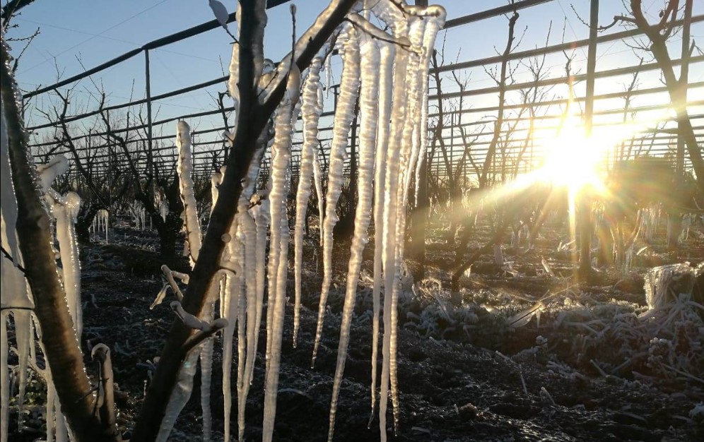 Contingencias Climáticas comenzó a recibir denuncias por daños de heladas en San Rafael y Alvear