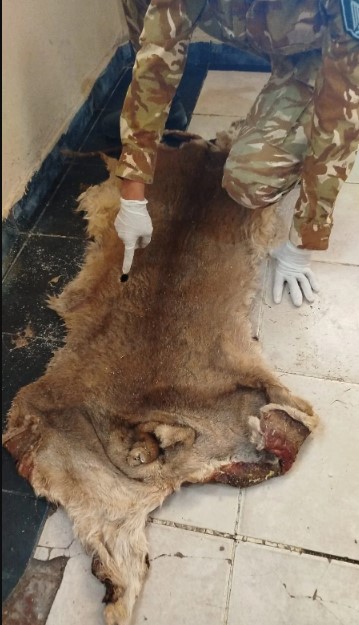 La Policía Rural desarticuló una maniobra de caza furtiva y halló restos de un puma en Monte Comán