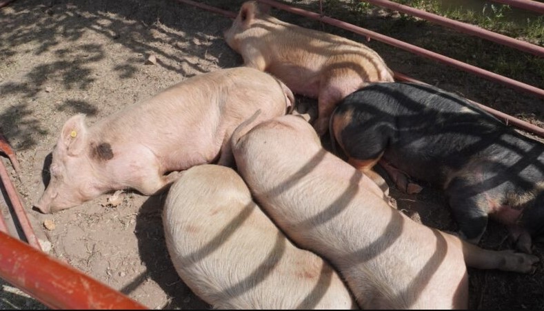 La Expo Cerdo celebra su 9ª edición y marca el regreso del evento a General Alvear