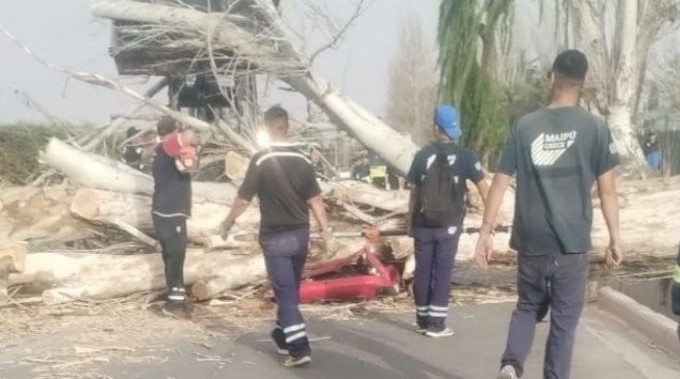 Maipú acusó a Vialidad provincial por inacción ante el árbol caído