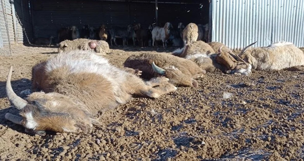 AVECOBAM rechaza ser responsabilizada por ataques de perros asilvestrados en Malargüe