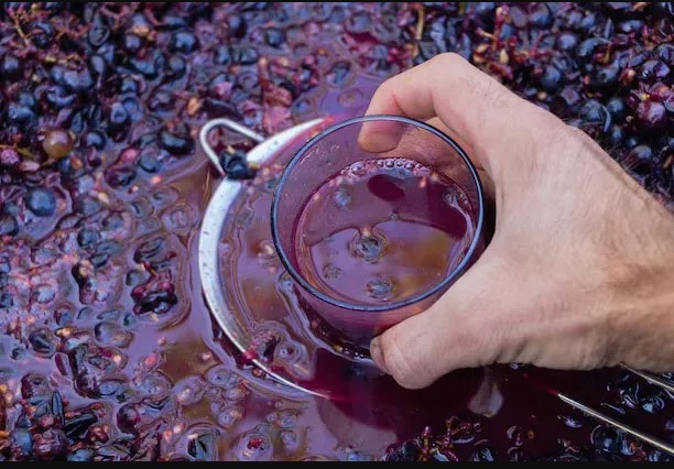 Un juicio millonario impacta sobre la vitivinicultura cuyana