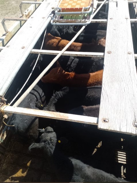 Secuestran ganado en General Alvear por irregularidades en el transporte