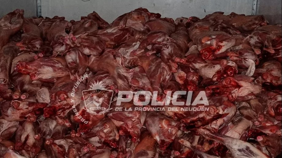 Millonario decomiso de carne a días de la Navidad: 5 mil kilos y 340 chivatos en Rincón de los Sauces.