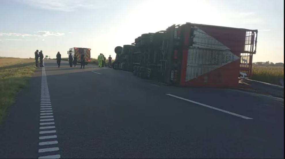 Ruta 8: un camión que transportaba vacas volcó, el conductor murió y los vecinos faenaron a los animales