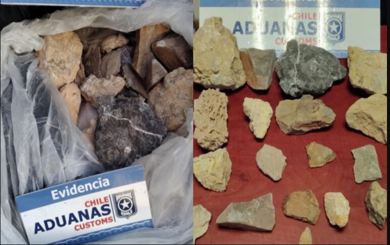 Tráfico de patrimonio: incautan fósiles en el Paso Pehuenche durante un cruce hacia Chile