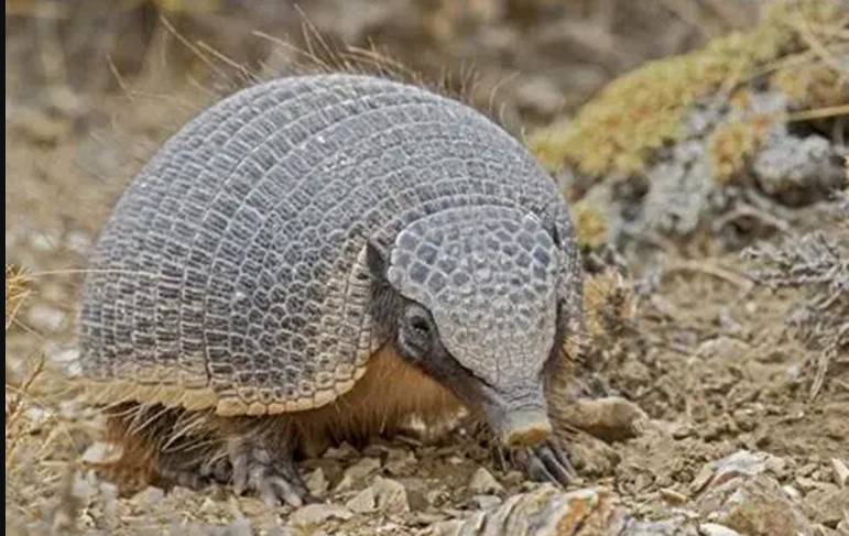 Malargue:Rescataron tres piches vivos que eran transportados por cazadores