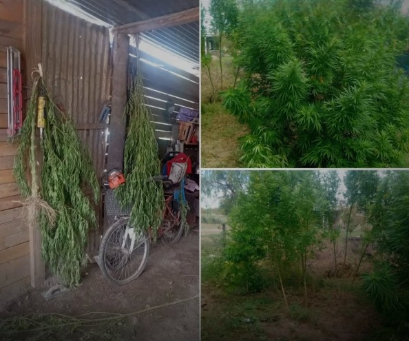 MEGA OPERATIVOS: CUATRO DETENIDO Y 55 KILOS DE CANNABIS SECUESTRADO