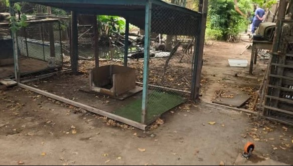 La Policía Rural desbarató un criadero ilegal y rescató 80 perros.