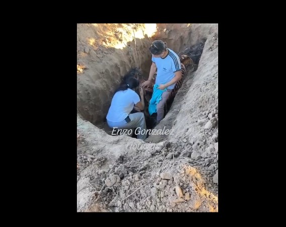 Crueldad sin límites: Faenaron a dos yeguas mansas y el video del dolor de sus dueños indigna a Mendoza