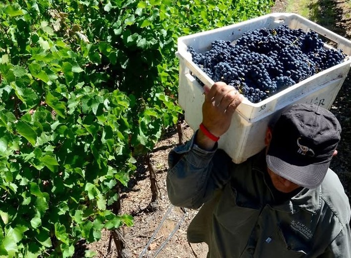 ESCÁNDALO EN LA VENDIMIA: denuncian que miles de toneladas de uva se perdieron por salarios de miseria