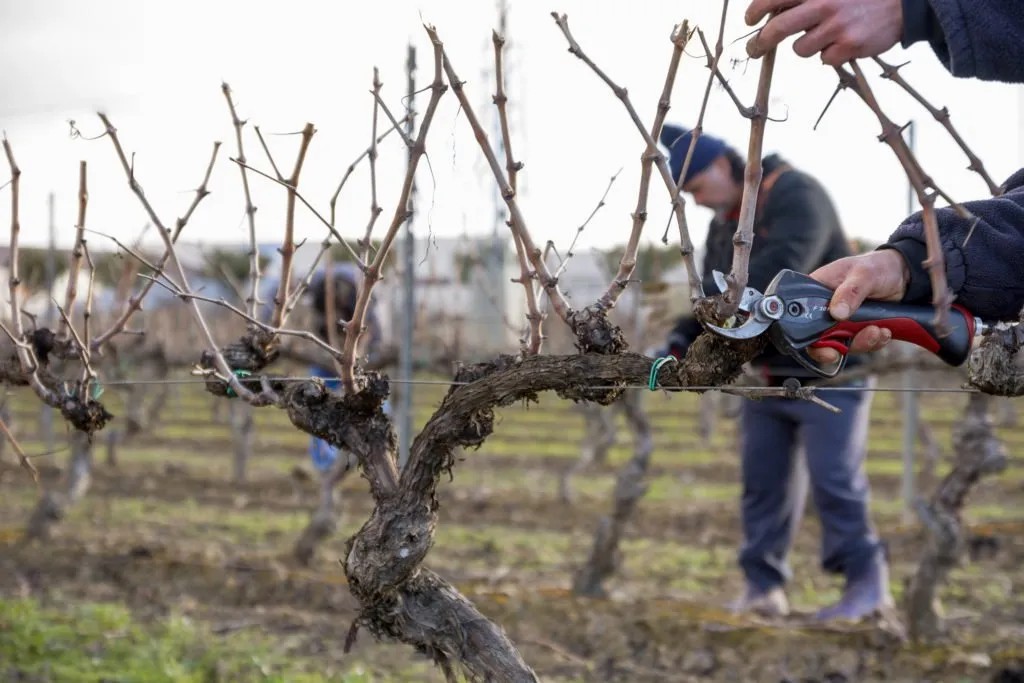 El Municipio y el INTA realizarán capacitaciones gratuitas en poda de frutales y viñedos