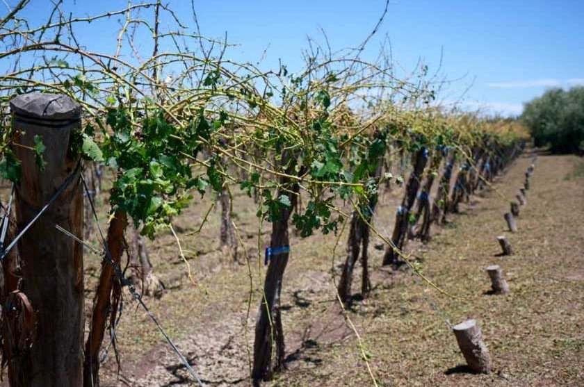 General Alvear cuestiona los requisitos del Fondo Compensador Agrícola y advierte por el abandono de fincas